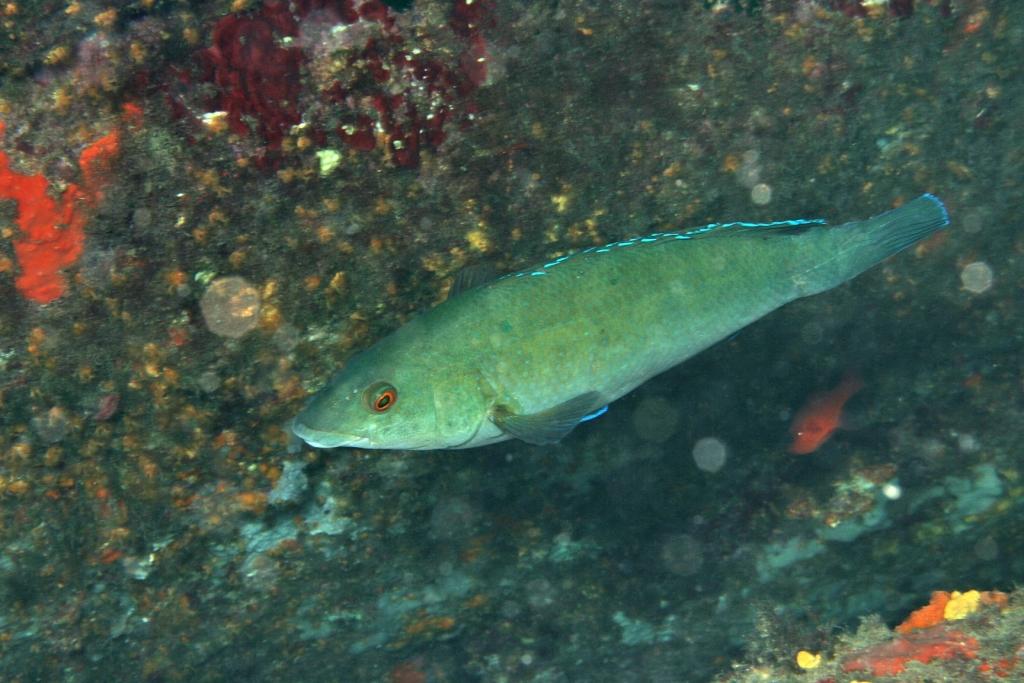 Labrus viridis